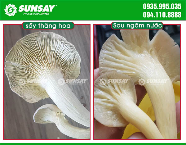 Nấm sau khi được sấy xong mà ngâm vào nước sẽ được tươi và giữ nguyên chất dinh dưỡng