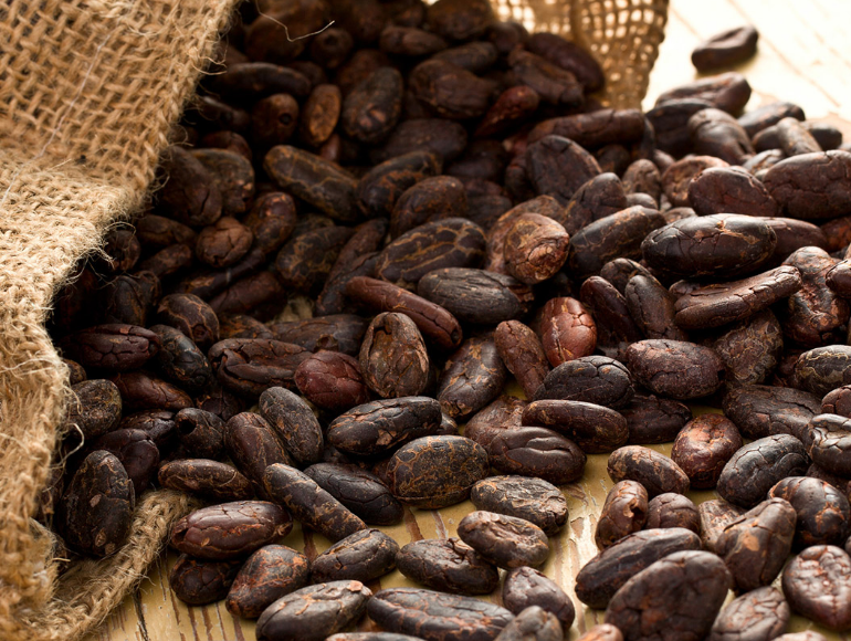 Hạt cacao nguyên liệu chế biến cacao sấy thăng hoa 